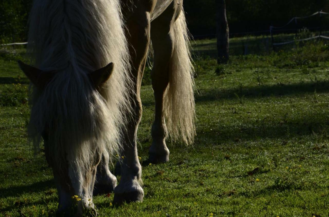 Knaller Der Reiterbauernhof Reisach Exteriér fotografie